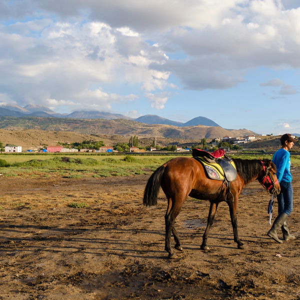 equestrian