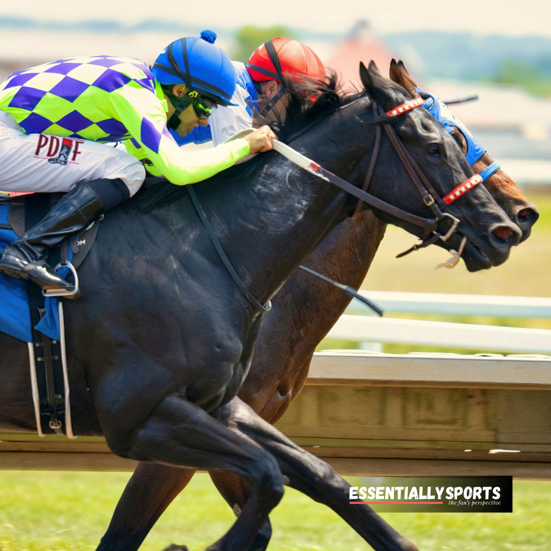 Following Career Insights, Renowned Equestrian Breeder Unveils Innovative Farm Business Model