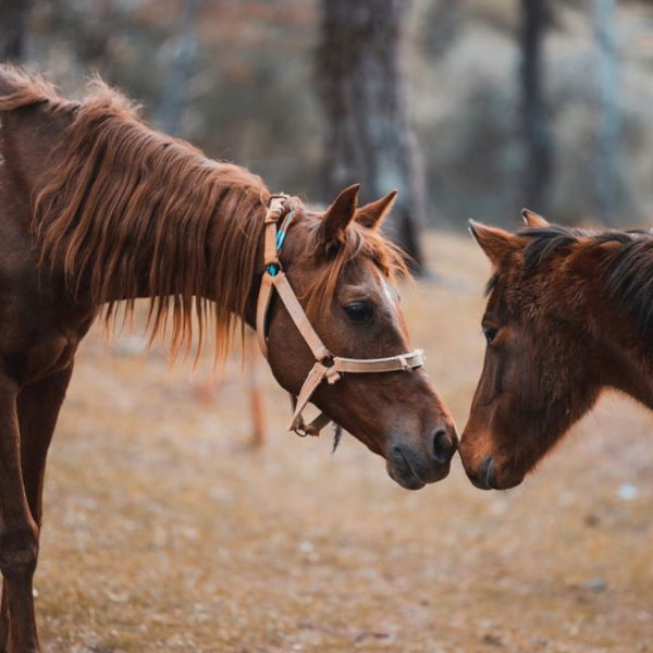 equestrian