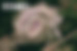 article-image
