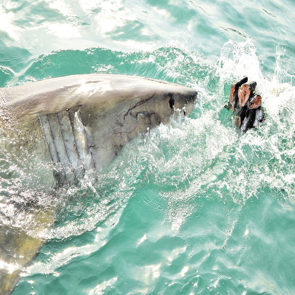 Great White Shark breaching sea surface to catch meat lure and seal decoy.