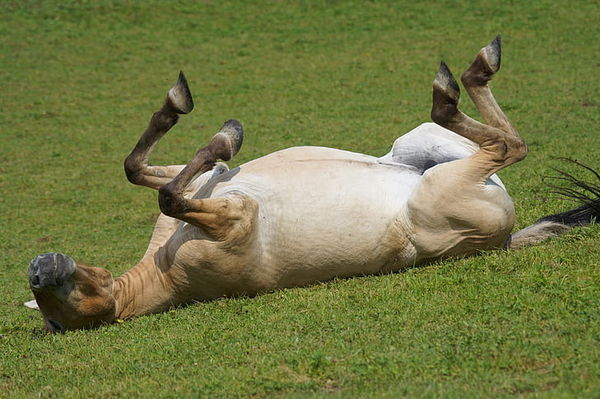 horse lying