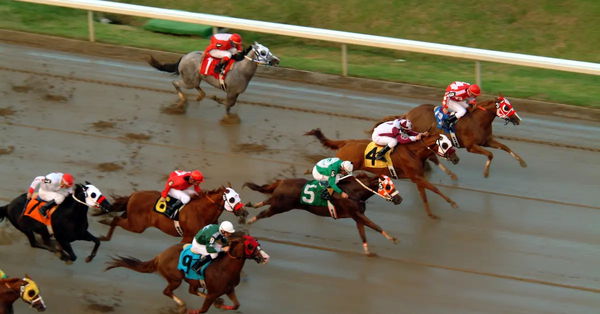 Colonial downs demonstrate horse welfare