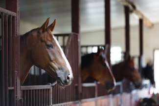horses, NBHA