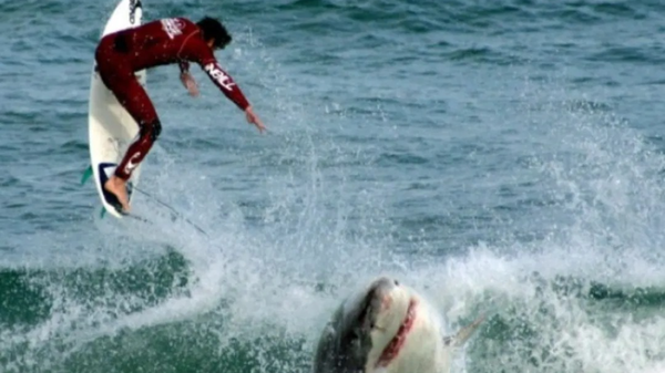 Shark attack