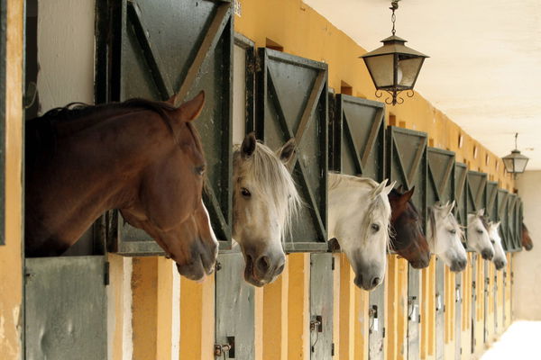 Stallanlage in Jerez de la Frontera Spanien Andalusien horse stable in Jerez de la Frontera Spain