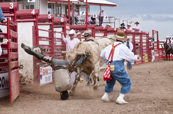 Cowboy wird beim Bullenreiten abgeworfen und landet auf dem Kopf, Ponoka Stampede, Ponoka, Alberta, Kanada, Nordamerika