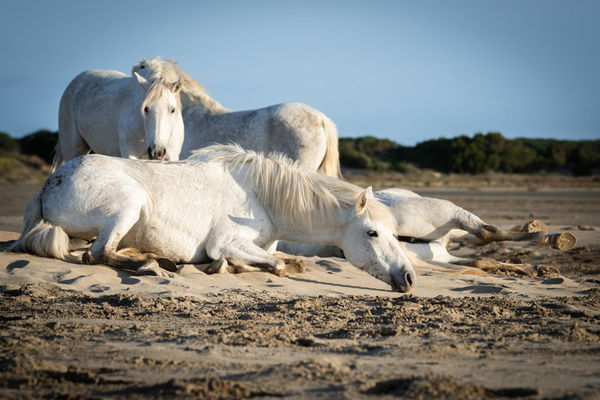 Herd of white horses are taking time on the beach. Image taken in Camargue, France., White horses are walking in the san