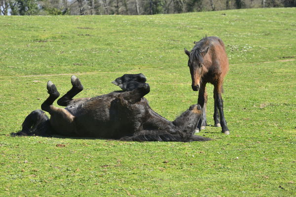 Equine Fatalities at Kentucky Derby Site