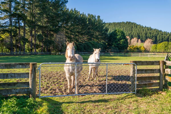 RECORD DATE NOT STATED A white horse in a paddock on a farm in rural Kapiti Coast in New Zealand *** einer wei