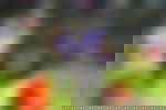 article-image