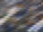 article-image