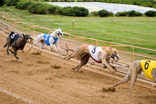 greyhounds racing on the track