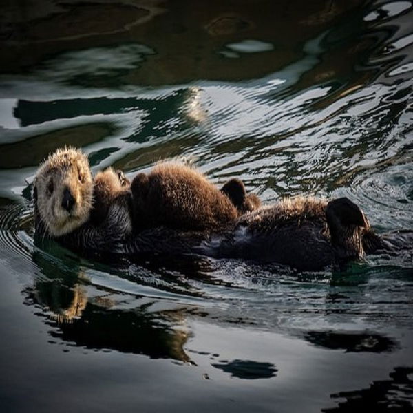 otter attacks