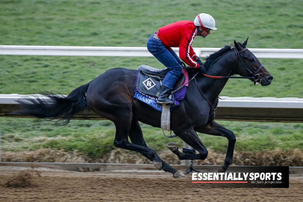 Following Multiple Fatalities, American Horse Racing Association