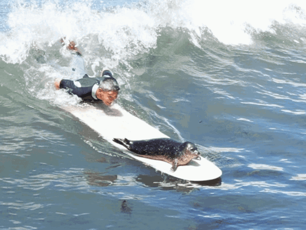 seal surfing