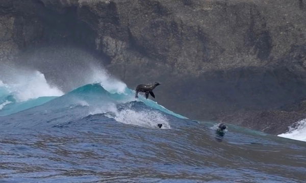 Sealions in sea