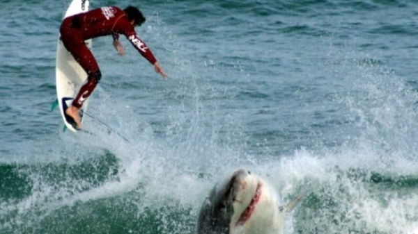 shark attack