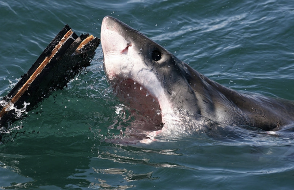 Terrifying Tiger Shark Attack