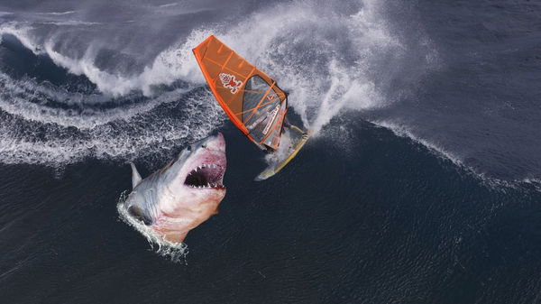 Not the usual surfer meets shark story