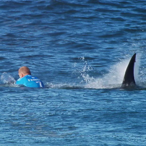 Shark attack on surfer