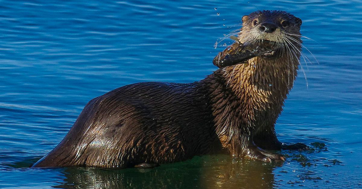 Otter Steals Surfer’s High-Performance Surf Mat Leaving Him $500 Poorer